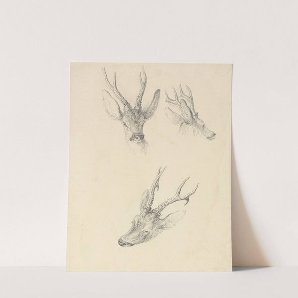 A Stag's Head; three studies by Robert Hills