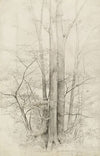 A Stand of Trees (1840)
