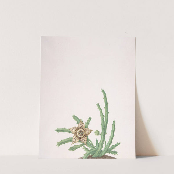 A Stapelia Variegata by Nicolas Robert