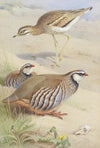 A Stone Curlew And A Pair Of French Partridge