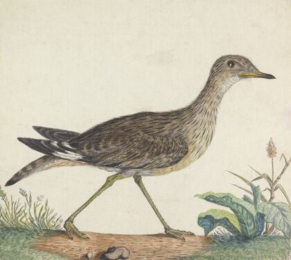 A Stone Curlew