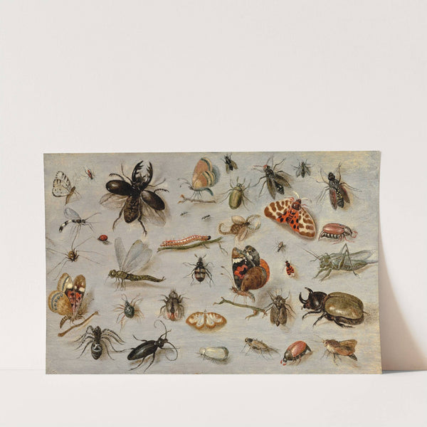 A Study of Butterflies, Moths, Spiders, and Insects by Jan Van Kessel The Elder