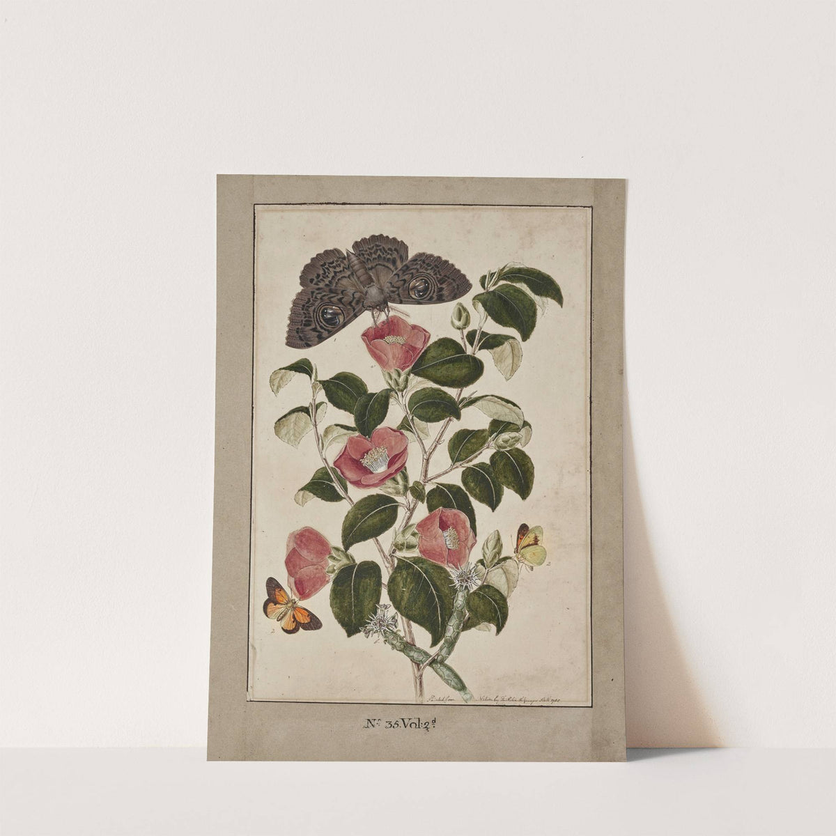 A Study of Camelia Japonica (Japanese Rose), Euphorbia caput medusa (Medusa's Head Spurge), with Phalæna Merops and Papilio Hyale Nar by Thomas Robins The Younger