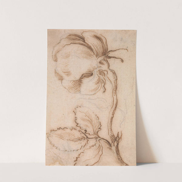 A Study of Pinks and Roses 4 by Stefano Della Bella