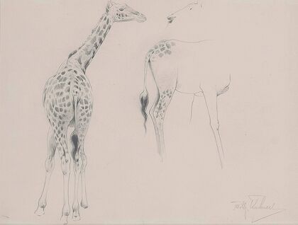 A study of two giraffes