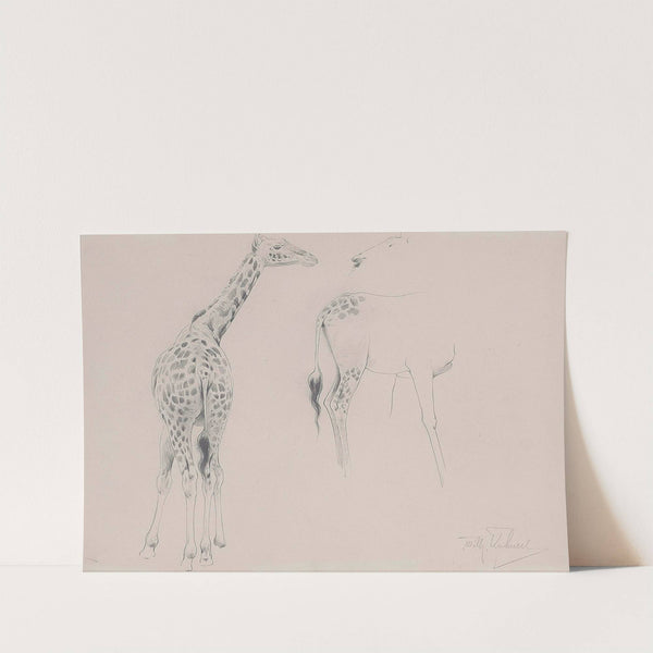 A study of two giraffes by Wilhelm Kuhnert