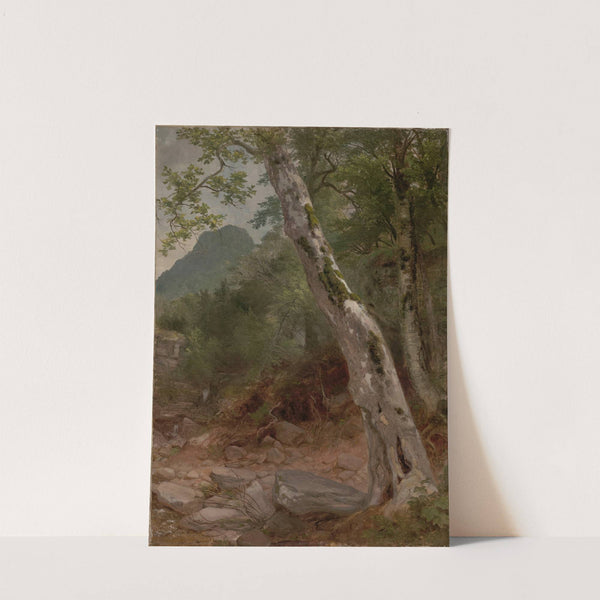 A Sycamore Tree, Plaaterkill Clove (The Sycamore, Kaaterskill Clove) (ca. 1858) by Asher Brown Durand