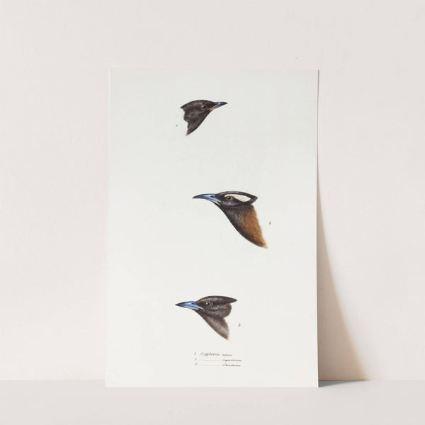 A synopsis of the birds of Australia, and the adjacent Islands Pl.01 by Elizabeth Gould