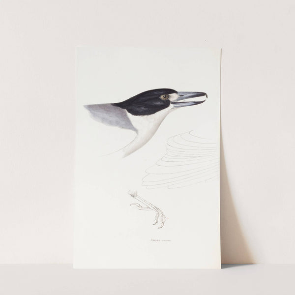 A synopsis of the birds of Australia, and the adjacent Islands Pl.02 by Elizabeth Gould