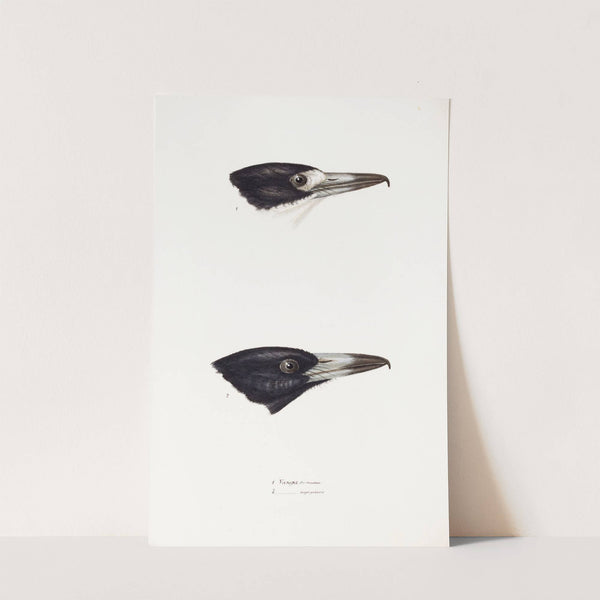 A synopsis of the birds of Australia, and the adjacent Islands Pl.03 by Elizabeth Gould