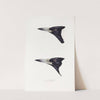A synopsis of the birds of Australia, and the adjacent Islands Pl.04 by Elizabeth Gould