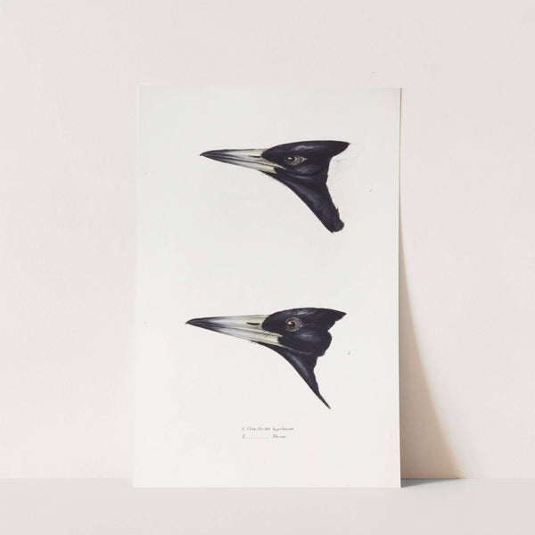 A synopsis of the birds of Australia, and the adjacent Islands Pl.04 by Elizabeth Gould