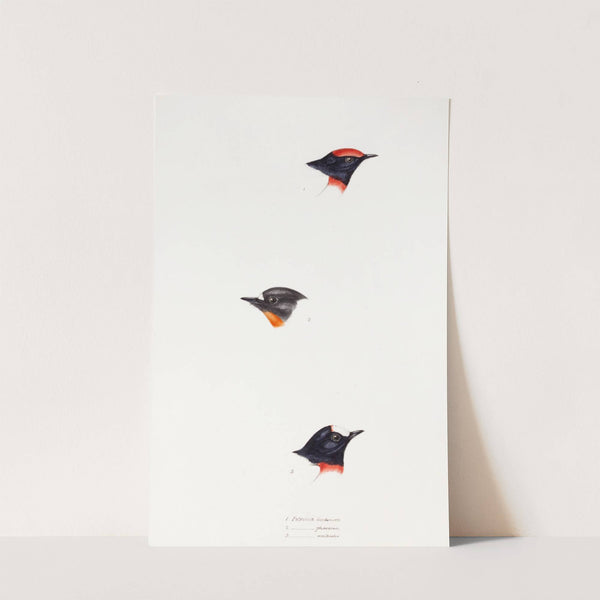 A synopsis of the birds of Australia, and the adjacent Islands Pl.07 by Elizabeth Gould