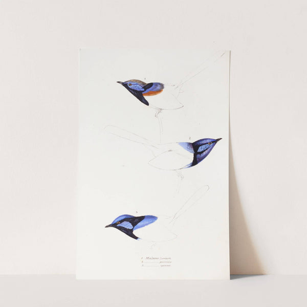 A synopsis of the birds of Australia, and the adjacent Islands Pl.08 by Elizabeth Gould