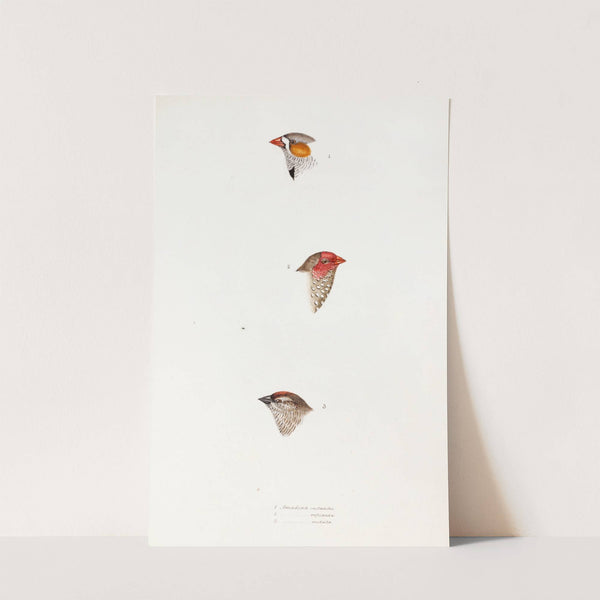 A synopsis of the birds of Australia, and the adjacent Islands Pl.10 by Elizabeth Gould