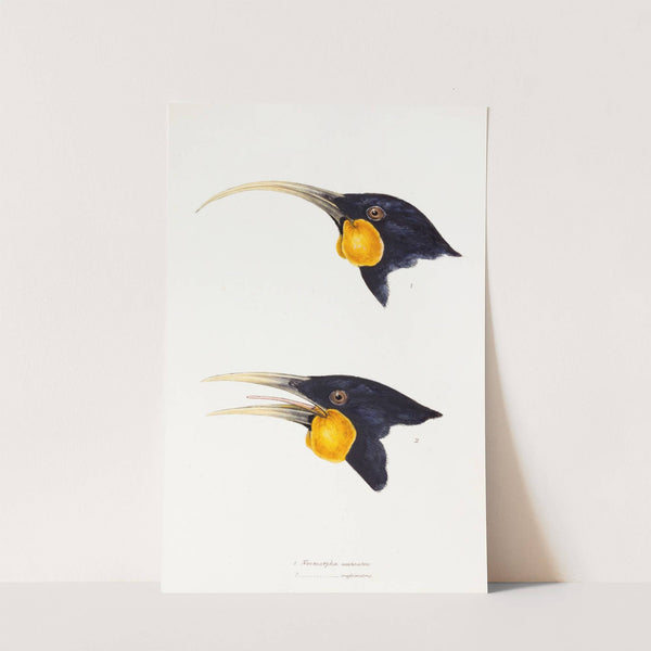 A synopsis of the birds of Australia, and the adjacent Islands Pl.11 by Elizabeth Gould