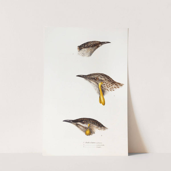 A synopsis of the birds of Australia, and the adjacent Islands Pl.14 by Elizabeth Gould