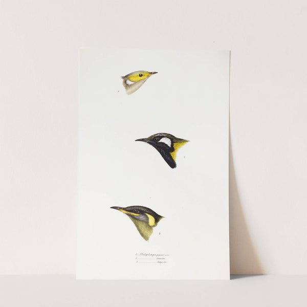 A synopsis of the birds of Australia, and the adjacent Islands Pl.15 by Elizabeth Gould