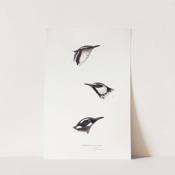 A synopsis of the birds of Australia, and the adjacent Islands Pl.16 by Elizabeth Gould