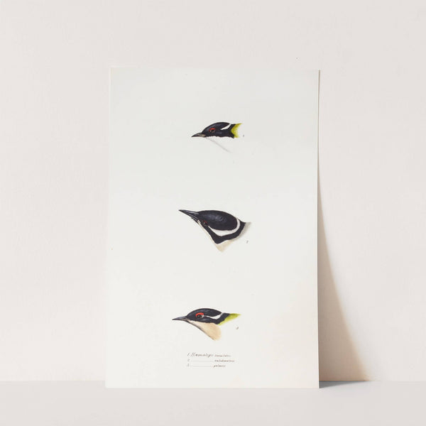 A synopsis of the birds of Australia, and the adjacent Islands Pl.17 by Elizabeth Gould