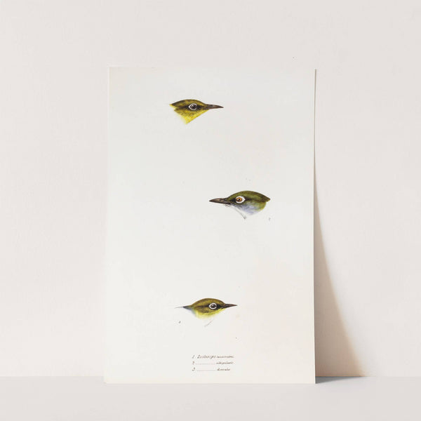 A synopsis of the birds of Australia, and the adjacent Islands Pl.18 by Elizabeth Gould