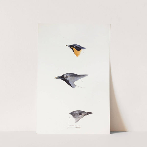 A synopsis of the birds of Australia, and the adjacent Islands Pl.20 by Elizabeth Gould