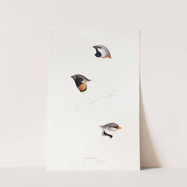 A synopsis of the birds of Australia, and the adjacent Islands Pl.21 by Elizabeth Gould