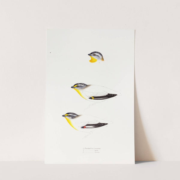 A synopsis of the birds of Australia, and the adjacent Islands Pl.22 by Elizabeth Gould