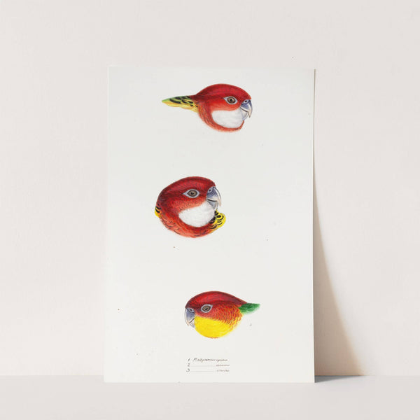 A synopsis of the birds of Australia, and the adjacent Islands Pl.24 by Elizabeth Gould