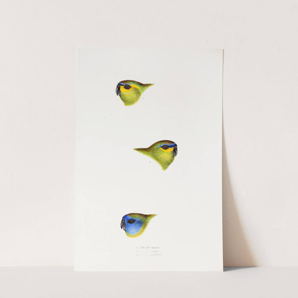 A synopsis of the birds of Australia, and the adjacent Islands Pl.25 by Elizabeth Gould