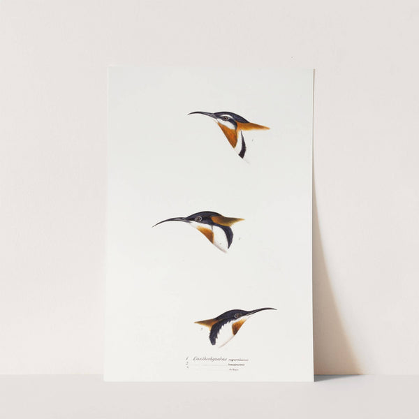 A synopsis of the birds of Australia, and the adjacent Islands Pl.27 by Elizabeth Gould