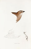 A synopsis of the birds of Australia, and the adjacent Islands Pl.28