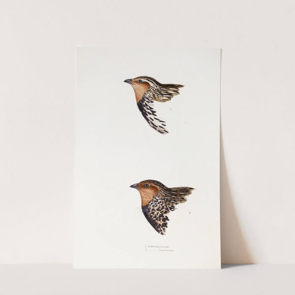 A synopsis of the birds of Australia, and the adjacent Islands Pl.29 by Elizabeth Gould