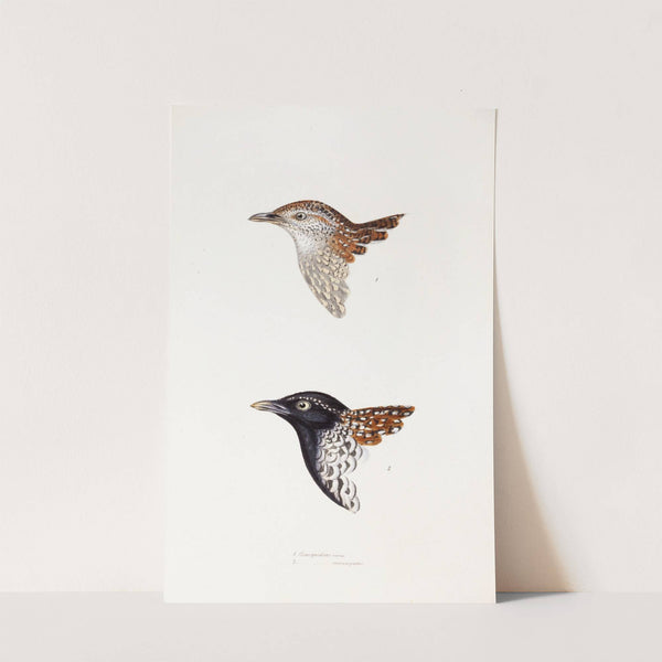 A synopsis of the birds of Australia, and the adjacent Islands Pl.31 by Elizabeth Gould