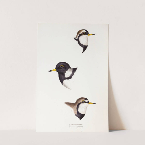 A synopsis of the birds of Australia, and the adjacent Islands Pl.32 by Elizabeth Gould