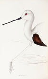 A synopsis of the birds of Australia, and the adjacent Islands Pl.33