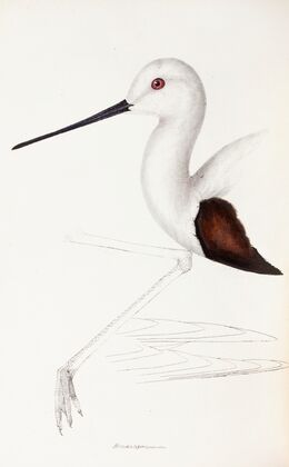 A synopsis of the birds of Australia, and the adjacent Islands Pl.33