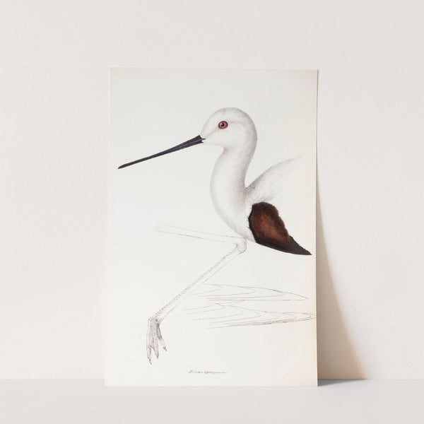 A synopsis of the birds of Australia, and the adjacent Islands Pl.33 by Elizabeth Gould