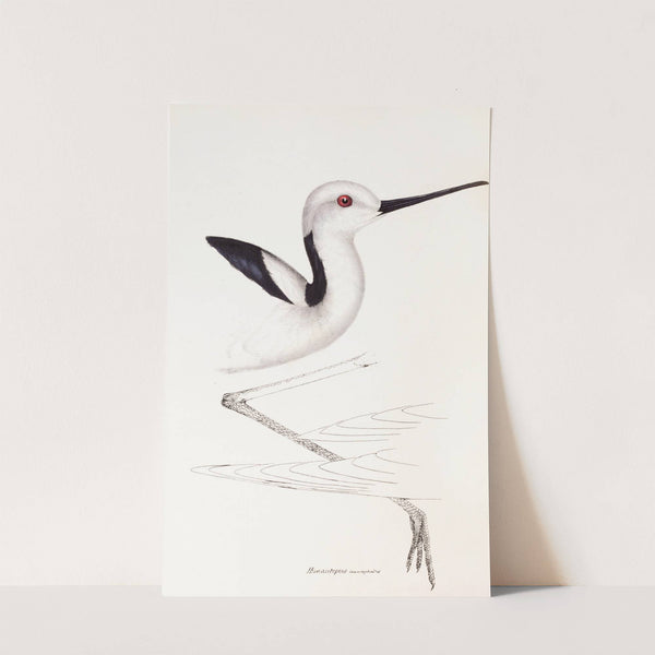 A synopsis of the birds of Australia, and the adjacent Islands Pl.34 by Elizabeth Gould