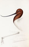 A synopsis of the birds of Australia, and the adjacent Islands Pl.35