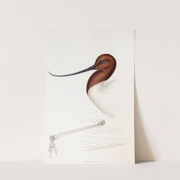 A synopsis of the birds of Australia, and the adjacent Islands Pl.35 by Elizabeth Gould