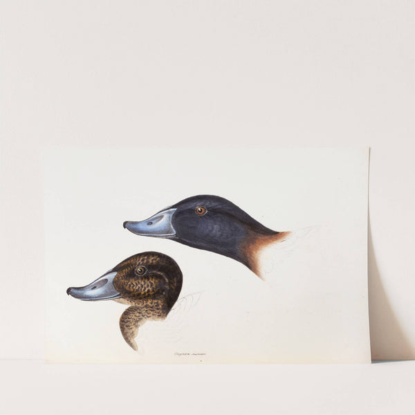 A synopsis of the birds of Australia, and the adjacent Islands Pl.36 by Elizabeth Gould