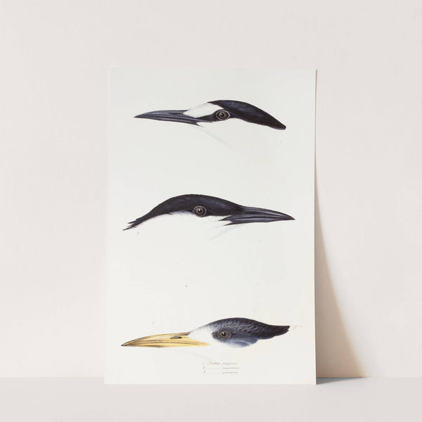 A synopsis of the birds of Australia, and the adjacent Islands Pl.37 by Elizabeth Gould