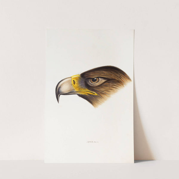 A synopsis of the birds of Australia, and the adjacent Islands Pl.38 by Elizabeth Gould