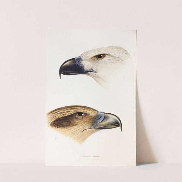 A synopsis of the birds of Australia, and the adjacent Islands Pl.39 by Elizabeth Gould