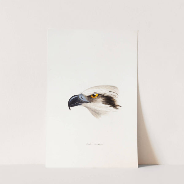 A synopsis of the birds of Australia, and the adjacent Islands Pl.41 by Elizabeth Gould