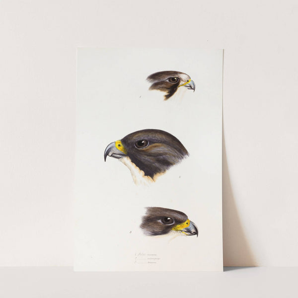 A synopsis of the birds of Australia, and the adjacent Islands Pl.42 by Elizabeth Gould