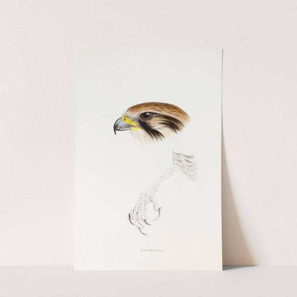 A synopsis of the birds of Australia, and the adjacent Islands Pl.43 by Elizabeth Gould