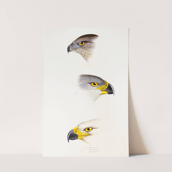 A synopsis of the birds of Australia, and the adjacent Islands Pl.44 by Elizabeth Gould