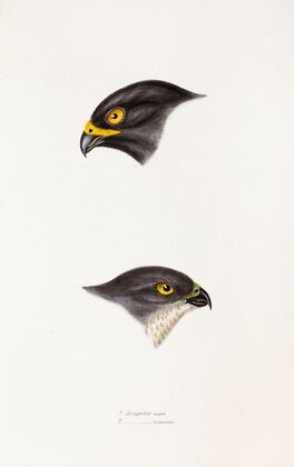 A synopsis of the birds of Australia, and the adjacent Islands Pl.45